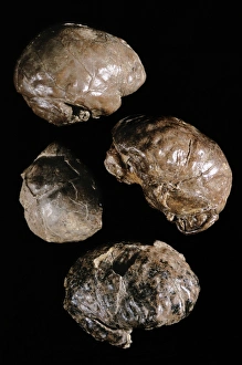 Hominids Prints: Endocranial casts of Australopithecus