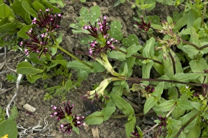 Andalusia Prints: Fedia cornucopiae