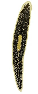 Flatworm, light micrograph