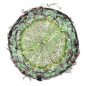 Grape root, light micrograph