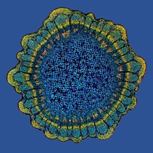 Water Transport Prints: Grape vine stem, light micrograph