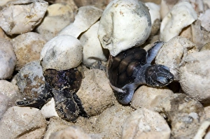 Reptilia Prints: Hatching turtles