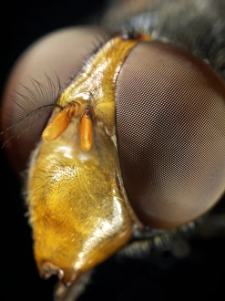Entomological Prints: Hoverfly head