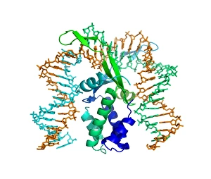 Integration host factor and DNA