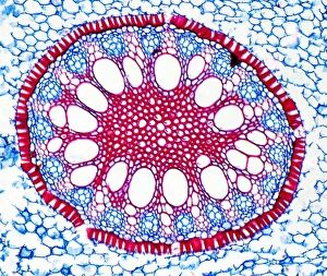 Iris root, light micrograph