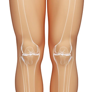 Knee bones, artwork
