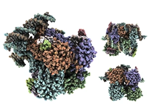 Cluster Prints: Lambda integrase molecule