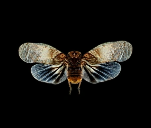 Lanternfly