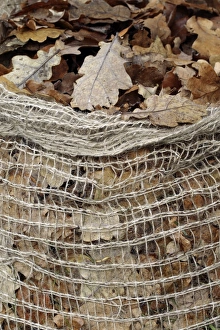 Autumnal Prints: Leaf compost