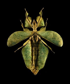 Camouflage Prints: Leaf insect