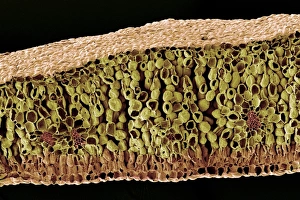 Leaf structure, SEM