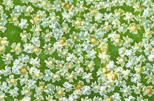 Leaf trichomes