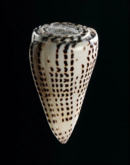 Predatory Prints: Lettered cone shell C019 / 1315