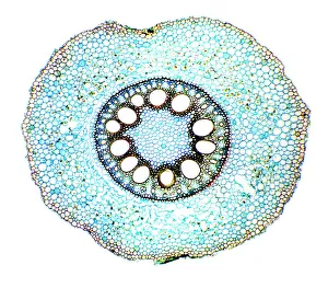 Transportation Prints: Maize root, light micrograph