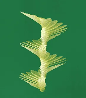 Winged Prints: Maple seed flight path