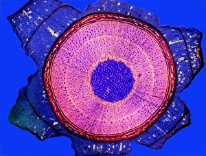 Maple stem, light micrograph