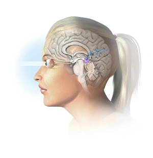 Endocrinology Prints: Melatonin brain function, artwork
