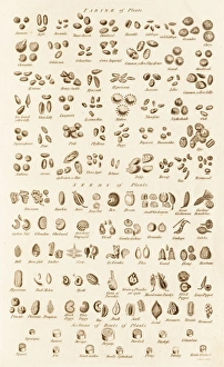 Apple Prints: Microscopic Vegetable Objects C017 / 3506