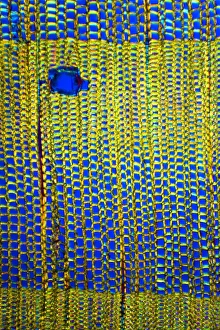 Pine stem, light micrograph