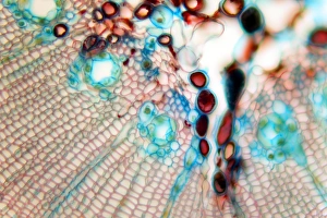 Pine stem, light micrograph