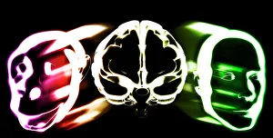 Primate brain evolution