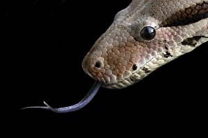 Python