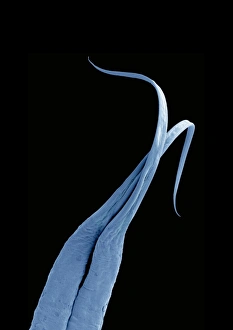 Python tongue, SEM