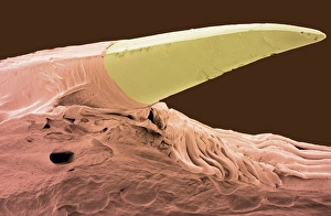 Python tooth, SEM