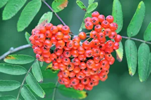 rowan berries
