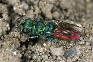 Rubytail wasp