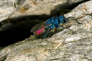 Entomological Prints: Rubytail wasp