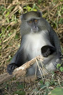 Face Prints: Samango monkey