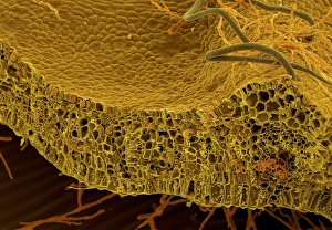 Freeze Fracture Prints: Sectioned leaf, SEM