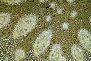 Cytological Prints: Sharp rush stem, light micrograph