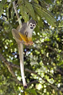 Forest Prints: Squirrel monkey