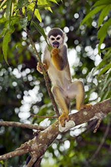 Branch Prints: Squirrel monkey in a tree