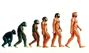 Stages in human evolution