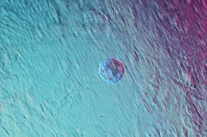 Support Prints: Stem cell, light micrograph