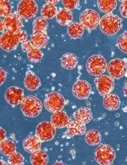 Stem cells, light micrograph
