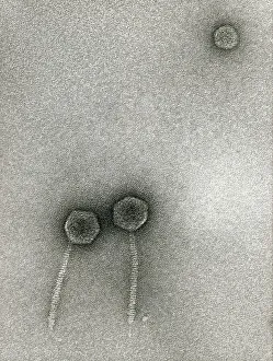 TEM of Lambda bacteriophages
