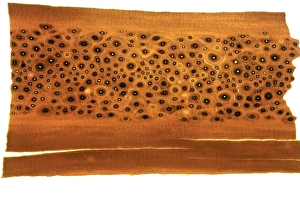 Mineralised Prints: Whale bone sample, light micrograph