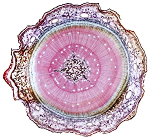 Young pine tree stem, light micrograph
